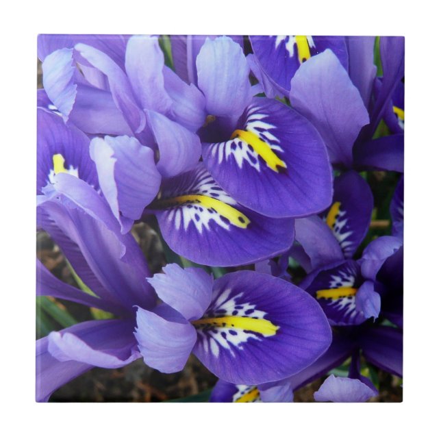 Miniature Blue Irises Spring Floral Tile (Front)