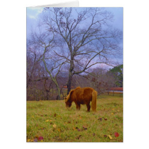 Miniature brown horse blustery sky