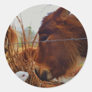 Miniature Brown horse & Easter Bunny Classic Round Sticker