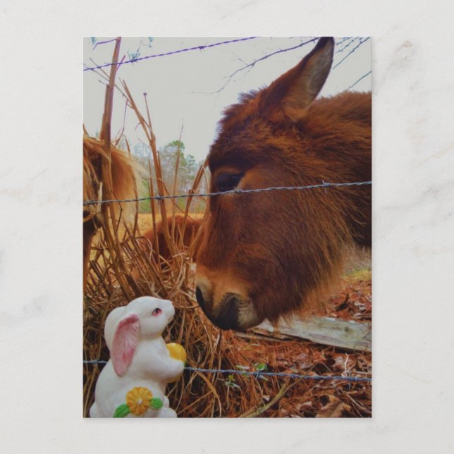 Miniature Brown horse & Easter Bunny Holiday Postcard (Front)