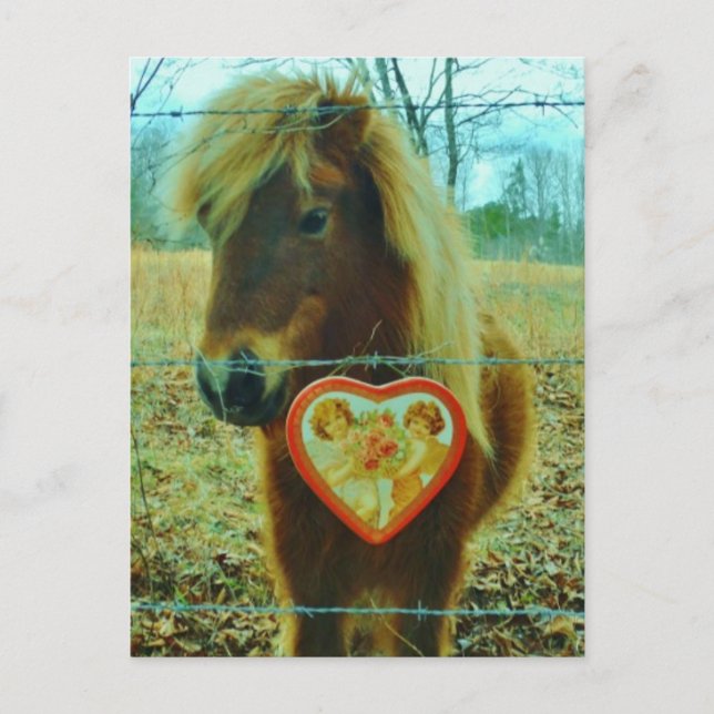 Miniature Brown horse Valentine Heart Holiday Postcard (Front)