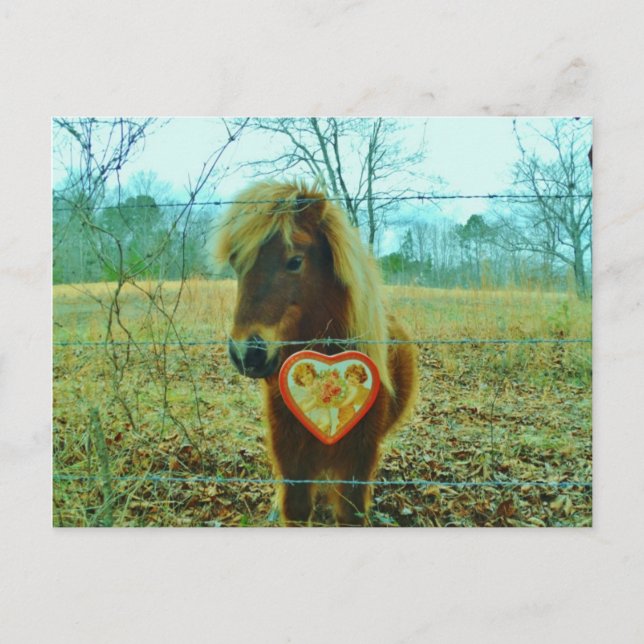 Miniature Brown horse Valentine Heart Holiday Postcard (Front)