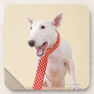 Miniature Bull Terrier looking at laptop, Coaster