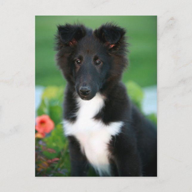 miniature collie postcard (Front)