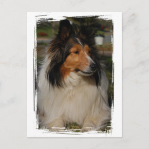 Miniature Collie Postcard