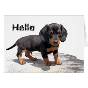 Miniature Dachshund