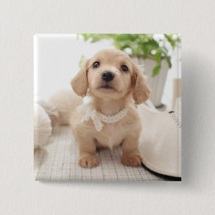 Miniature Dachshund 15 Cm Square Badge