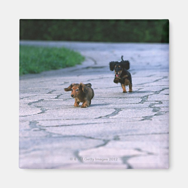 Miniature Dachshund 3 Magnet (Front)