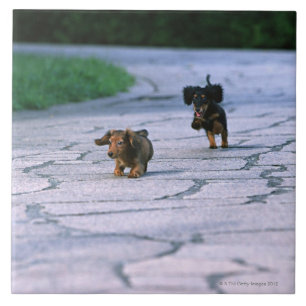 Miniature Dachshund 3 Tile
