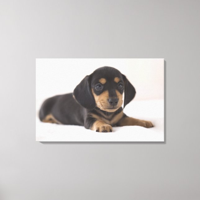 Miniature Dachshund Canvas Print (Front)