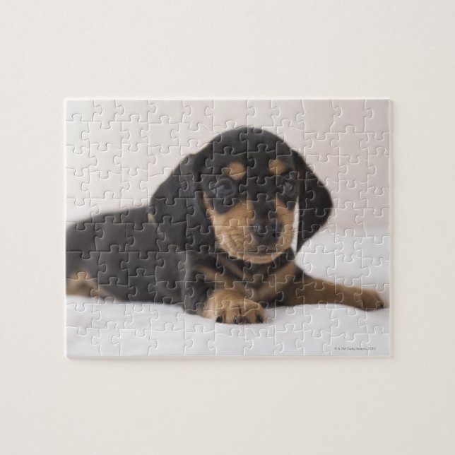 Miniature Dachshund Jigsaw Puzzle (Horizontal)