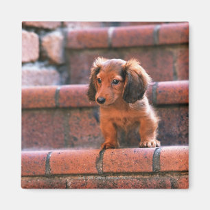 Miniature Dachshund Magnet