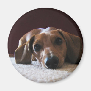 Miniature Dachshund Magnet