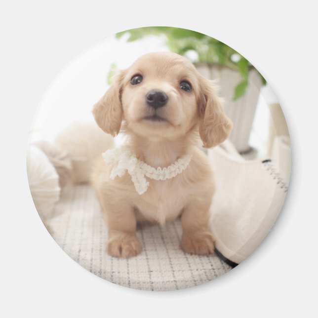 Miniature Dachshund Magnet (Front)
