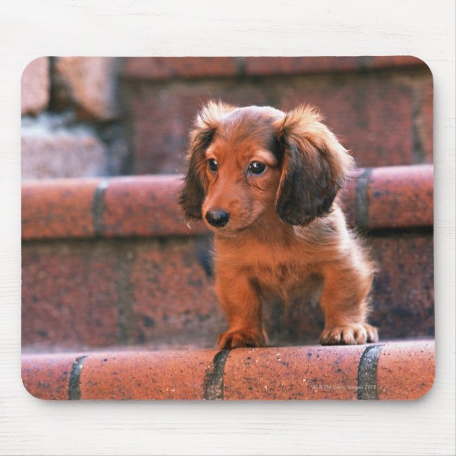 Miniature Dachshund Mouse Mat (Front)