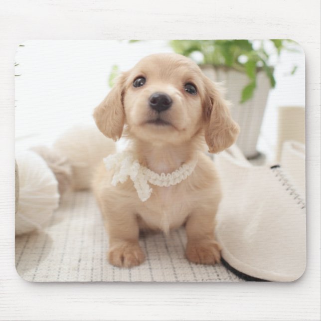 Miniature Dachshund Mouse Mat (Front)