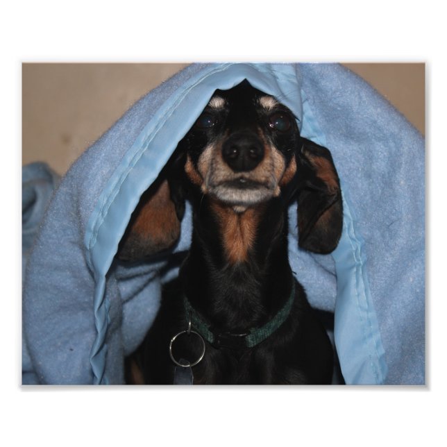 Miniature Dachshund Peek a Boo Photo Print (Front)