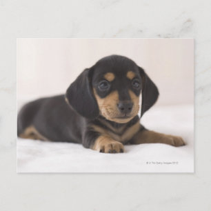 Miniature Dachshund Postcard