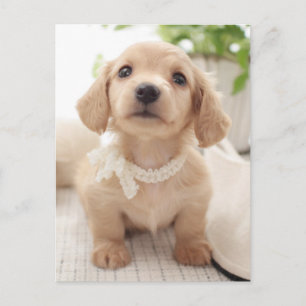 Miniature Dachshund Postcard