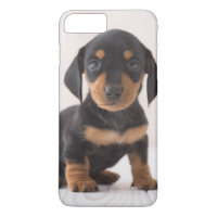 Miniature Dachshund Sitting
