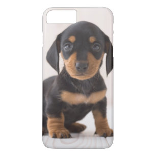 Miniature Dachshund Sitting iPhone 8 Plus/7 Plus Case