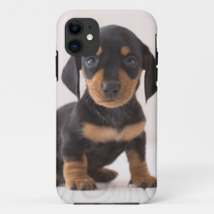 Miniature Dachshund Sitting iPhone 11 Case