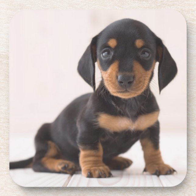 Miniature Dachshund Sitting Coaster (Front)