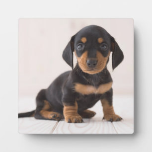 Miniature Dachshund Sitting Plaque
