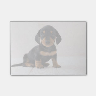Miniature Dachshund Sitting Post-it Notes