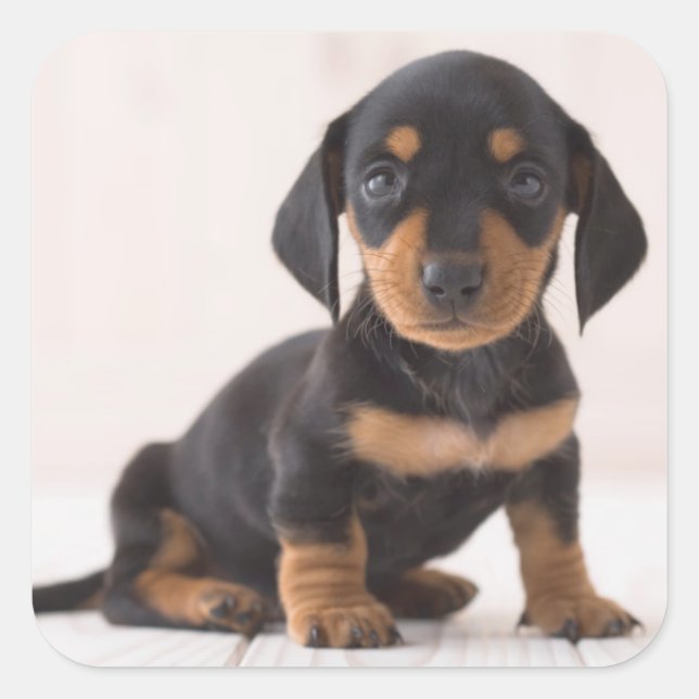 Miniature Dachshund Sitting Square Sticker (Front)