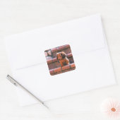 Miniature Dachshund Square Sticker (Envelope)