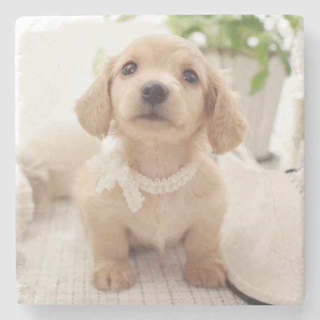 Miniature Dachshund Stone Coaster (Front)