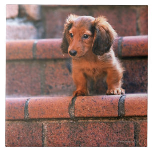 Miniature Dachshund Tile