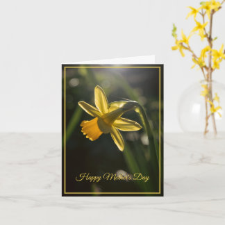 Miniature Daffodil Mother's Day Card
