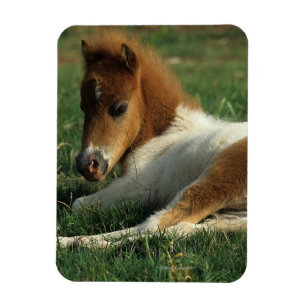 Miniature Foal Laying Down Magnet