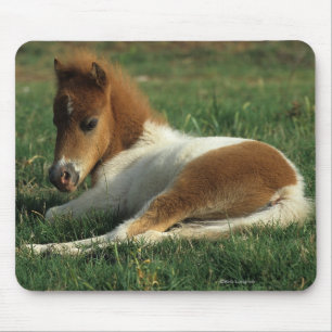 Miniature Foal Laying Down Mouse Mat