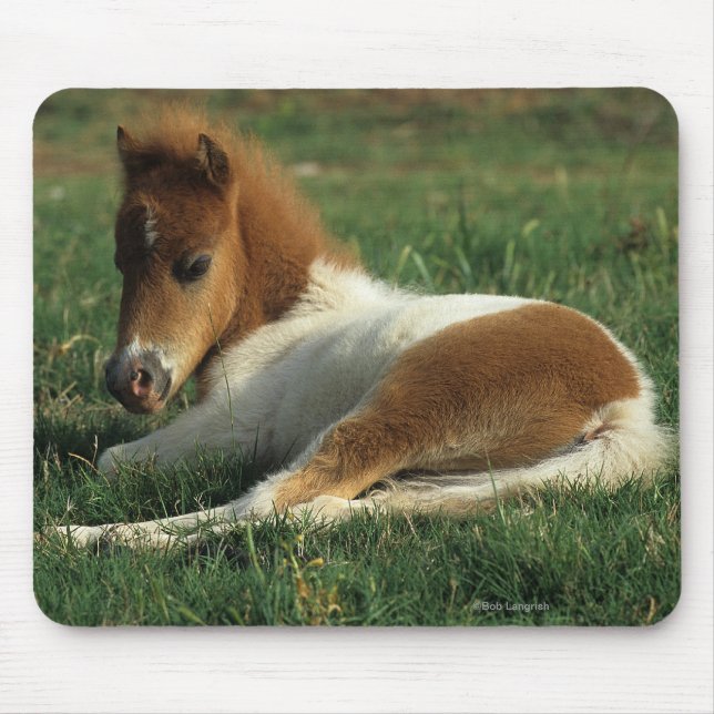 Miniature Foal Laying Down Mouse Mat (Front)