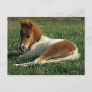 Miniature Foal Laying Down Postcard