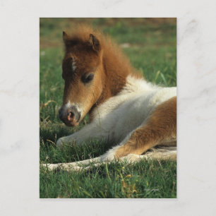 Miniature Foal Laying Down Postcard
