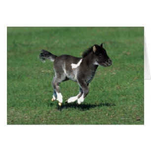 Miniature Foal Running