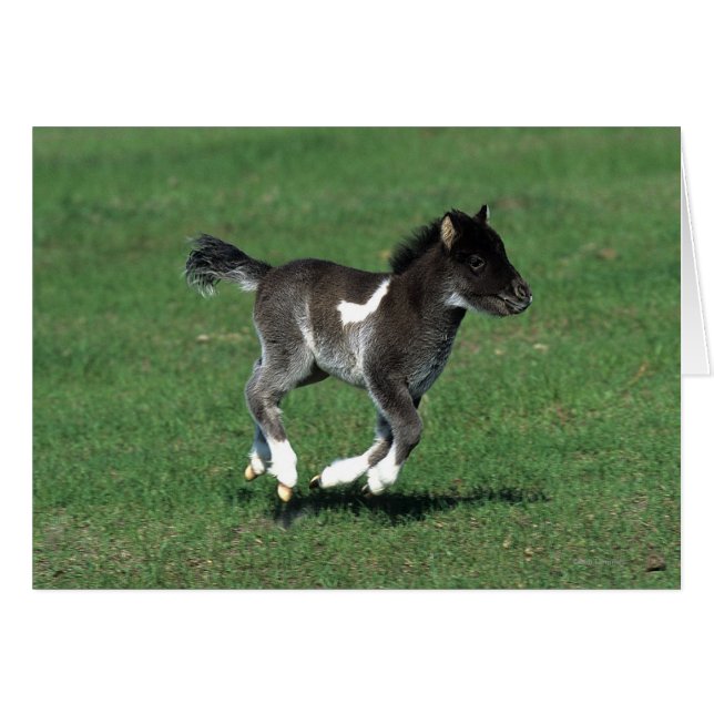 Miniature Foal Running (Front Horizontal)