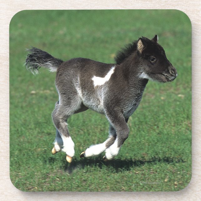 Miniature Foal Running Coaster (Front)