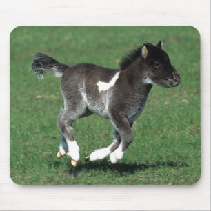 Miniature Foal Running Mouse Mat