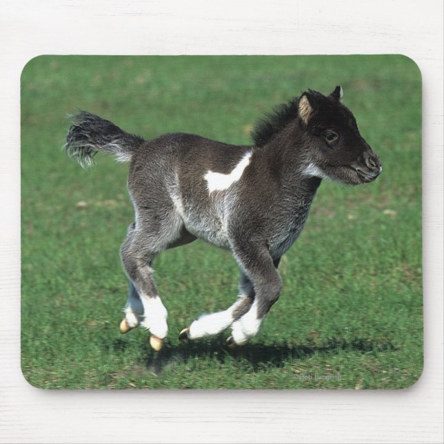 Miniature Foal Running Mouse Mat (Front)