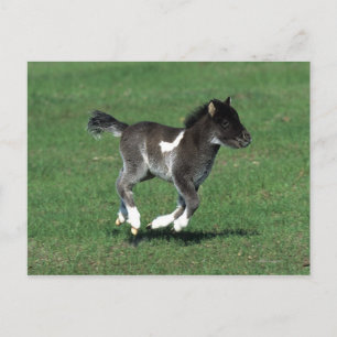 Miniature Foal Running Postcard
