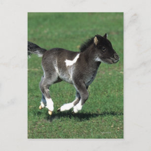 Miniature Foal Running Postcard