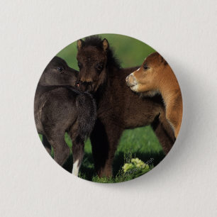 Miniature Foals 1 6 Cm Round Badge