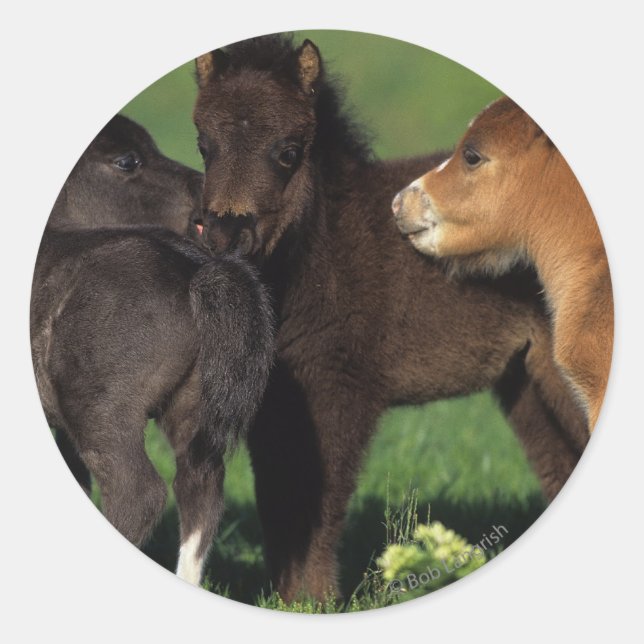 Miniature Foals 1 Classic Round Sticker (Front)