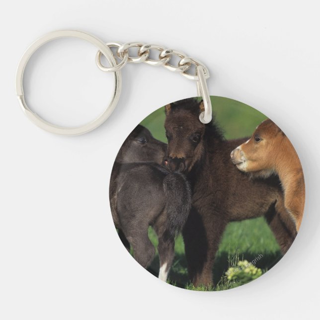 Miniature Foals 1 Key Ring (Front)