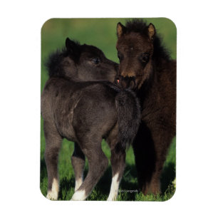 Miniature Foals 1 Magnet